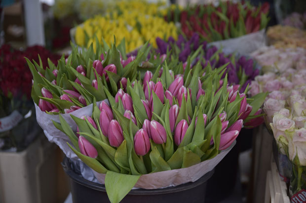 На лале и орхидеје - 11 милиона евра: У Србији производња цвећа бележи раст, али три пута више увозимо него што ми пласирамо у земље ЕУ